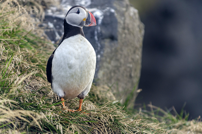 Frailecillo o Puffin - reserva natural de Dyrhólaey - Islandia 3.jpg